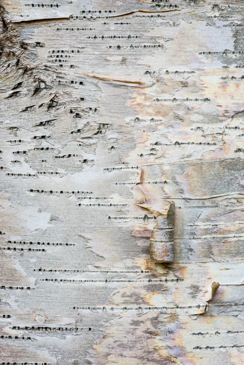 7 settembre Alberi maestri